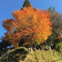 奈良の田舎のコシヒカリ生産者