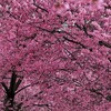 小さくて可愛い桜が満開に