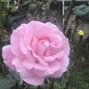 薔薇