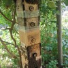 対策不備か夏分蜂か？