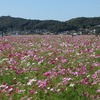 2022.10.01　益子のコスモス畑～創作料理暁～県西総合公園