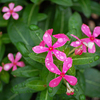 花壇にお花を植えたので、花を撮る練習をしました