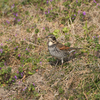 もう一度佐賀へ鳥見に行ってみたよ（２０２０　０２１１）その４。