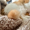 ふわふわしっぽは小さいるるちゃん。