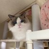 朝のまたたび転がし。ふくちゃんはしばらくぶりのロングお留守番。