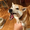 犬のおやつに鹿の角