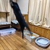 猫ジャンプ写真☆「猫飛ばし」で狩猟本能を刺激