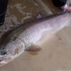 魚を釣りたかったら、その土地に住むのが一番良い。
