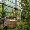 国立科学博物館筑波実験植物園のショクダイオオコンニャク～つくば市とその周辺の風景写真案内（１０６２） 
