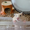 ブリッジがあるのに、そっちから？ハムスターくりちゃん🐹