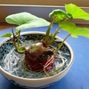 庭の野菜