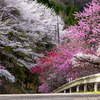 旅情派ライドで花桃街道