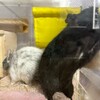 くろごまあん二世 236日目