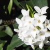 白花沈丁花の匂い　シロバナジンチョウゲ：Daphne