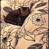 我が家の愛猫～茶々～