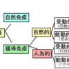 ストレスが免疫に与える影響