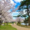 【愛知県刈谷市】桜が満開！お花見におすすめの公園『亀城公園』