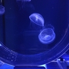 クラゲとチンアナゴを見に、すみだ水族館に行ってみた。（墨田区押上）