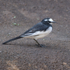 吉野ケ里遺跡は鳥が多かった（２０２０　１０１８）