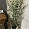 我が家の観葉植物、オリーブについて（その１）