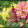 誕生花　２月１９日　　