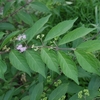 Callicarpa dichotoma　コムラサキ