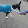 訪問活動・セラピー犬になったんだって