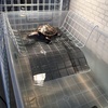 カメの陸場 Life With Reptiles