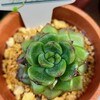 🌵多肉植物  とんがってるフロリディティール他🌵