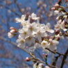 2021年桜（ソメイヨシノ）の開花予想1　福井県小浜市の開花日予想
