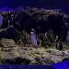 【カフェ巡り３９】すみだ水族館内「ペンギンカフェ」ペンギンの唐揚げはないよ。