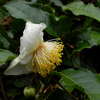 チャノハナ：茶の花