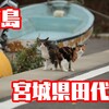 【猫撮影】日本最北の猫島、宮城県石巻市田代島に行く2019(その１)