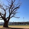 駄原公園の桜