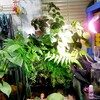 パルダリウム白メダカ水槽のお手入れ♪植物剪定