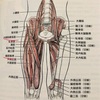 大腿筋膜張筋を緩める、足が棒の様になる方・腰が落ちずに棒立ちになる方・クライマー・武術家・一般の方々にもオススメです。『円襠』『馬捗站襠』もご紹介します。