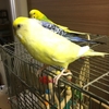 【インコ】写真集2018/10/04