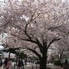 十和田・桜やぶさめ