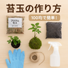 【保存版】100均グッズで簡単！苔玉の作り方ガイド｜おうちで楽しむ癒しのグリーン