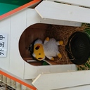 elmの空中庭園：勉強したことの備忘録