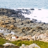 ぼっちのちょこっと山口旅：角島・角島牧崎風の公園 ②（山口県下関市）