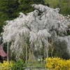 桜の季節 (秋田・青森)