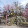 札幌の桜　その４　2024・春