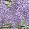 芝桜～藤　花巡りツーリング　藤編