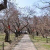 ちと早かりし高遠の桜