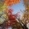 2021年11月3日(水)　[大峰]和佐又山と巨樹ふれあいルートは紅葉・黄葉で眩しい！