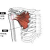 肩甲下筋