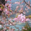 河津桜を見に行きましたｯ！