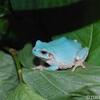 青いカエル探してます。