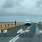 アイスランドをレンタカーで3,000km運転！交通ルールと道路事情、注意点を解説